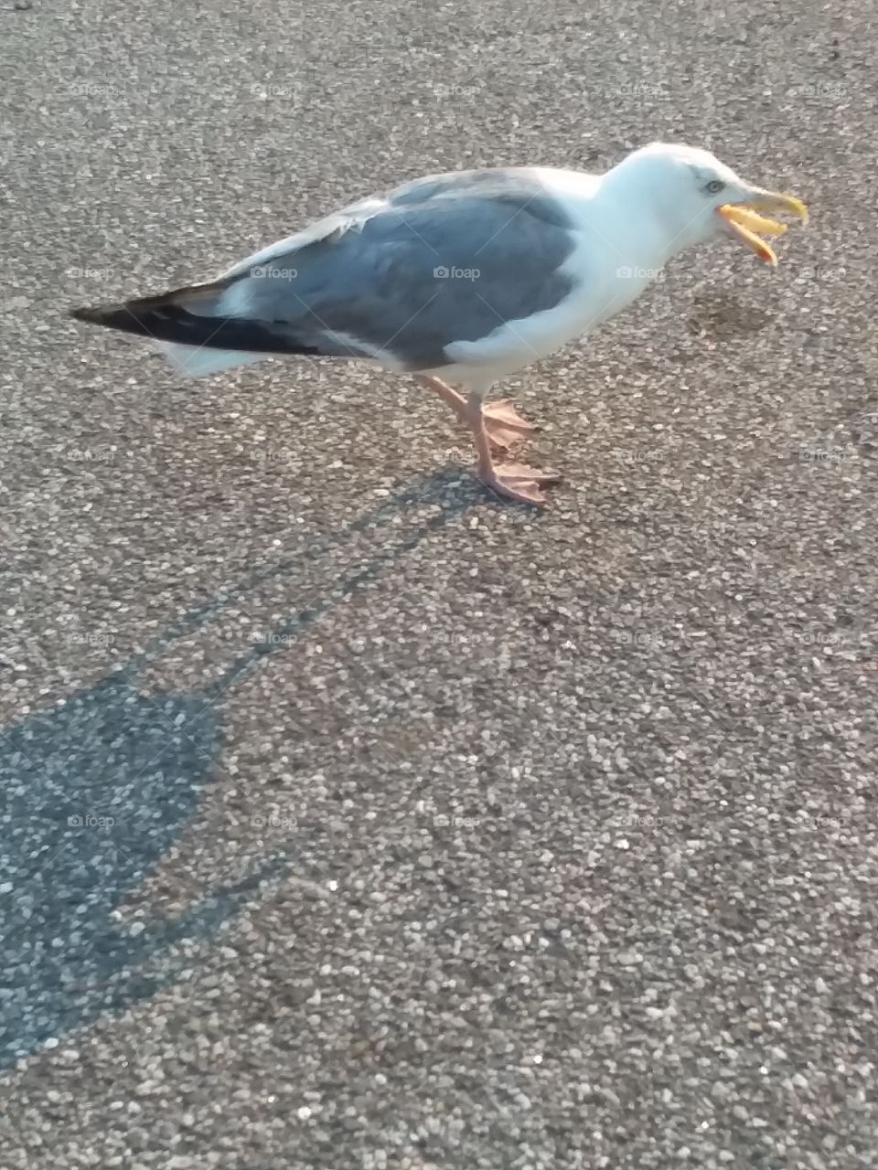 seagull