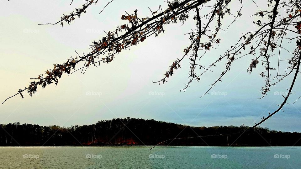 island and trees