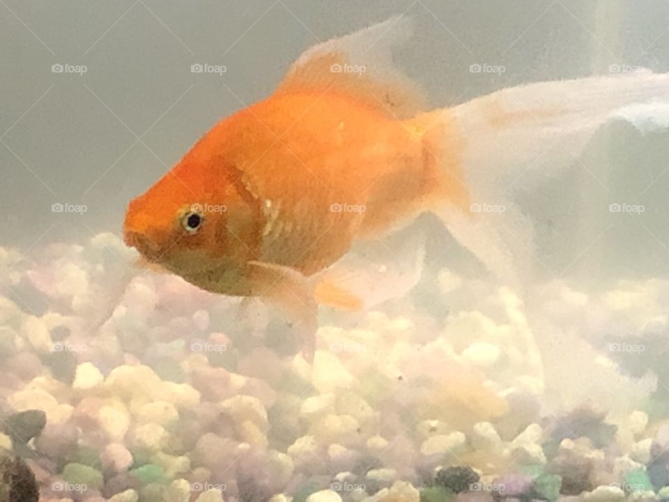 Fancy the lovely goldfish