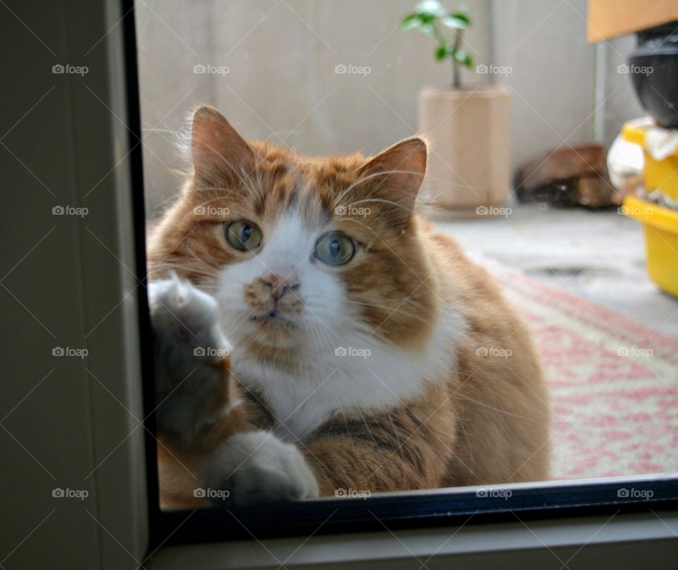 the cat behind the glass of the balcony asks home