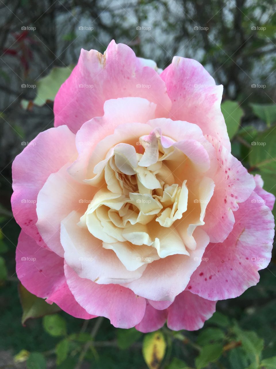 🌺Fim de #cooper!
Suado, cansado e feliz, alongando e curtindo a beleza das #flores.
🙆‍♂️
#corrida #treino #flor #flower #flowers #pétalas #pétala #jardim #jardinagem #garden #flora #run #running #esporte #alongamento