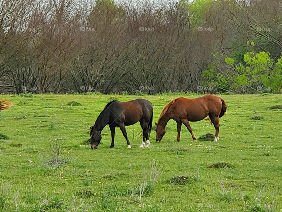 pretty Horses