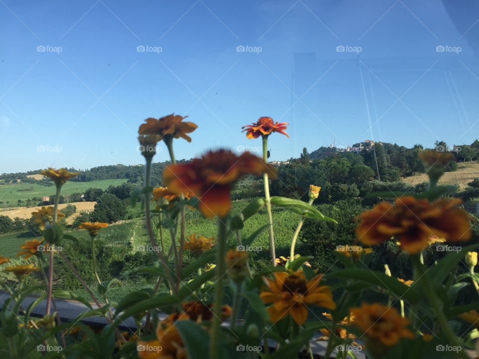 Flowers between the green hills and the blue Sky