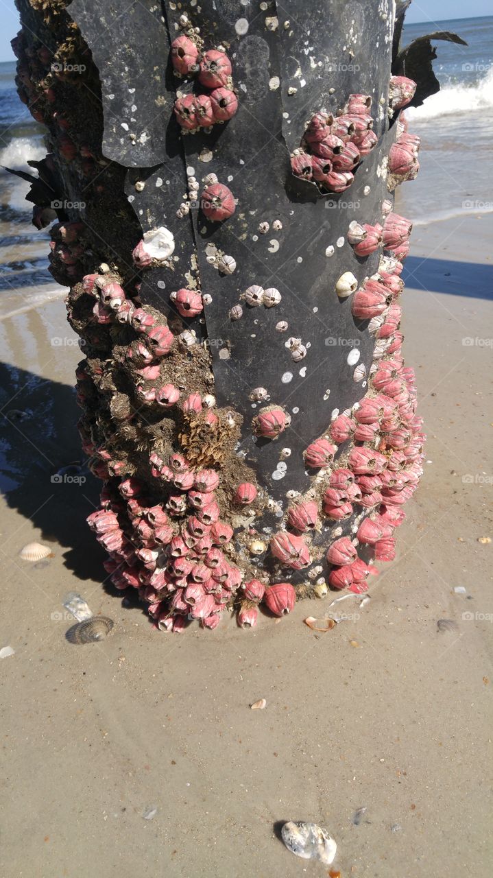 Barnacle pier