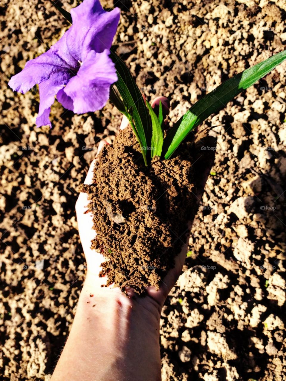 Terra macia de renascimento