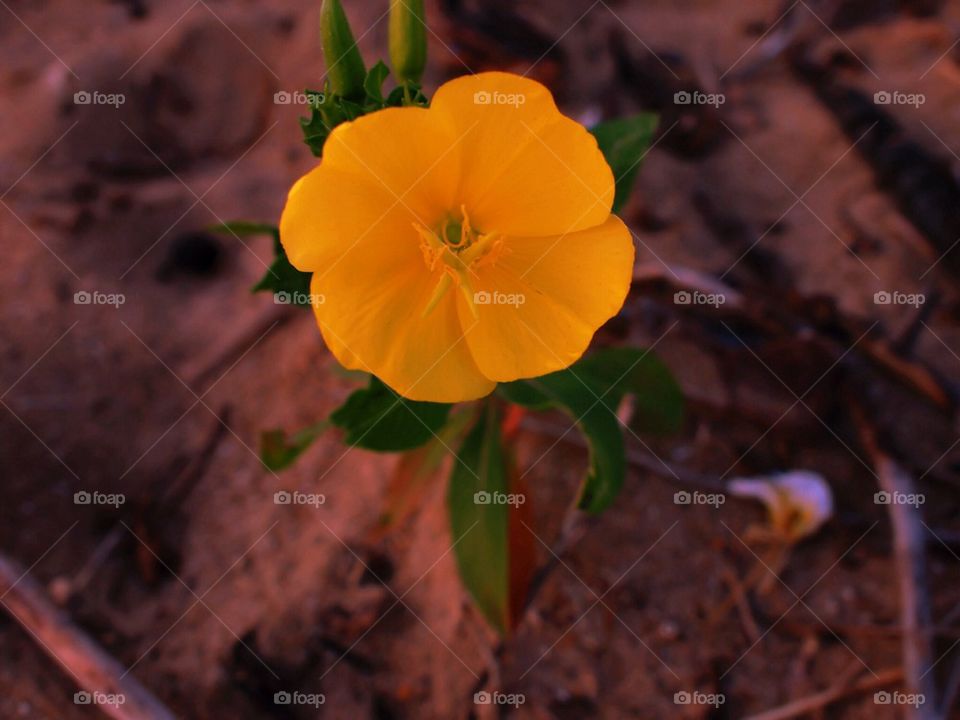 Spring Wildflower.....