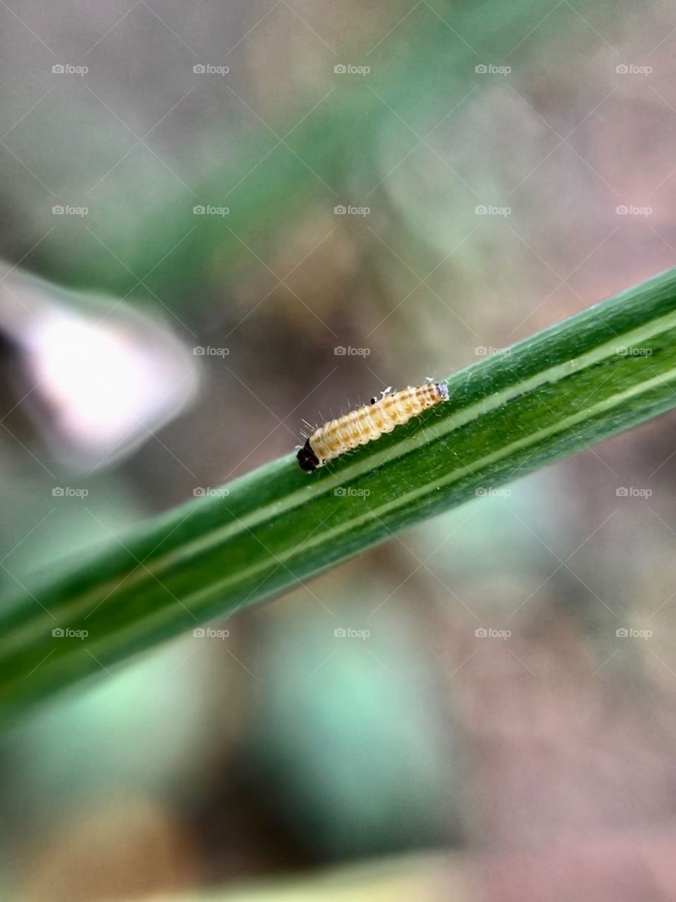 A little caterpillar | Photo with iPhone 7 + Macro lens.