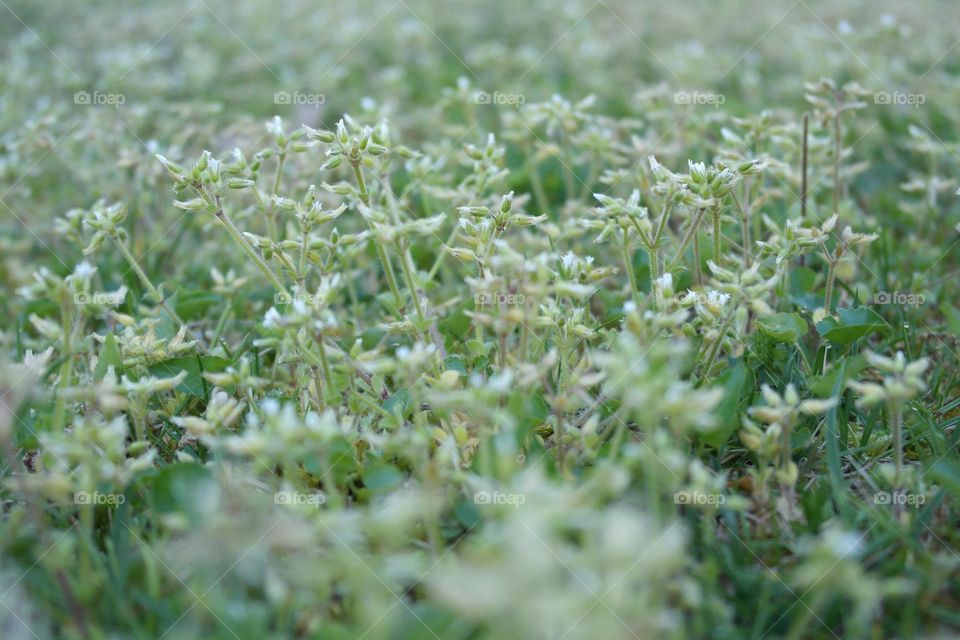 Weeds flowers as background 