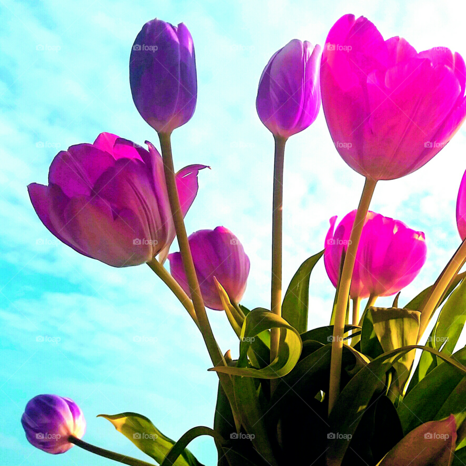 Low angle view of a pink tulip