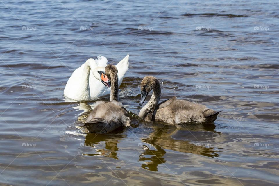 Raising young swans