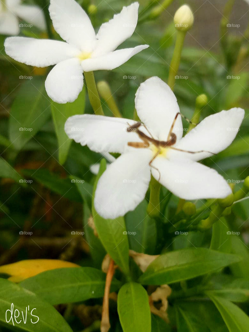 White in the garden 🌼