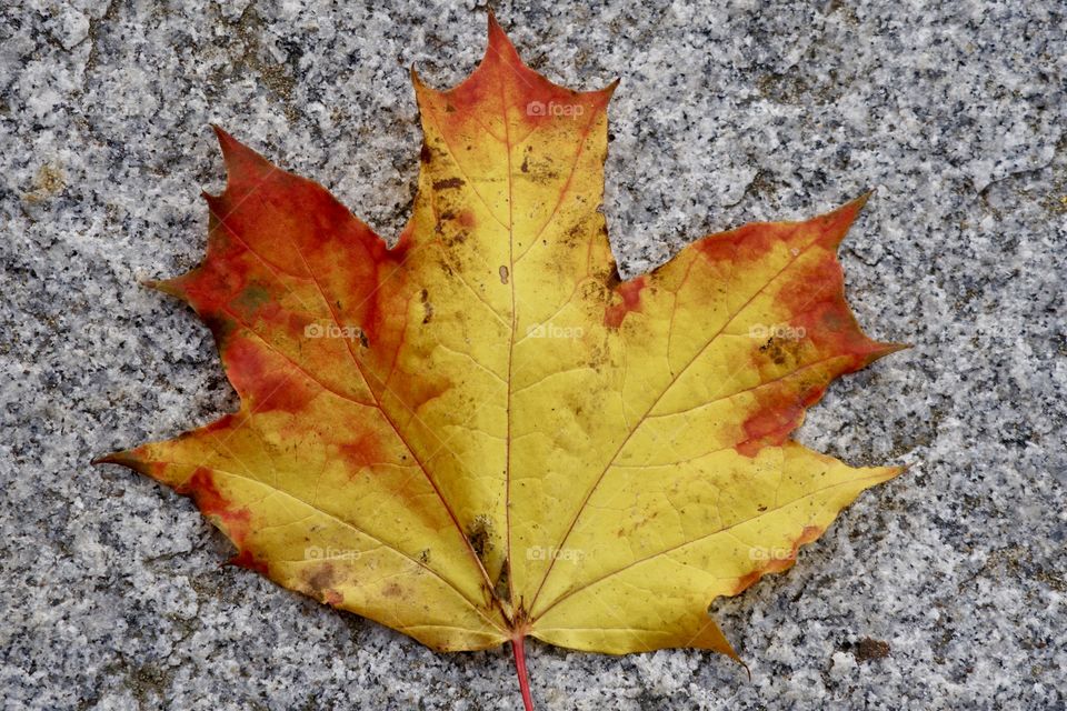 Autumn coloured Maple leaf on granite slab