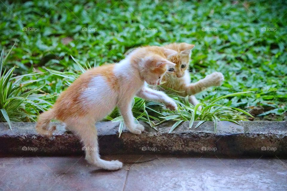 two kittens playing in the garden