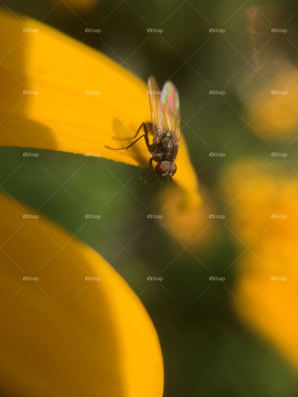 Fly on Black-eyed Susan 