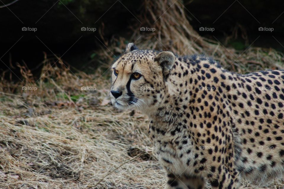 Cheetah . Cheetah at the zoo