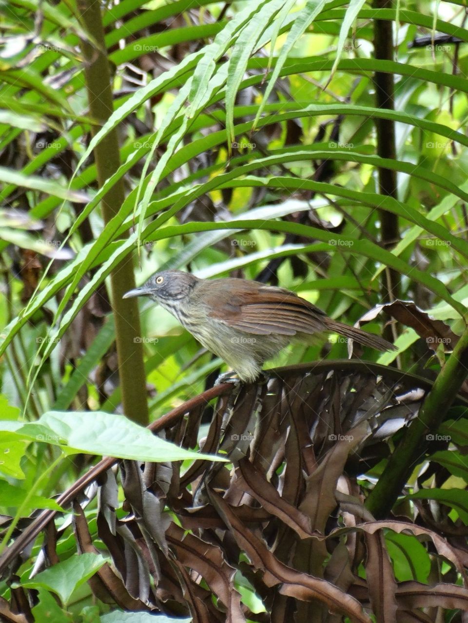 Bird behind my backyard