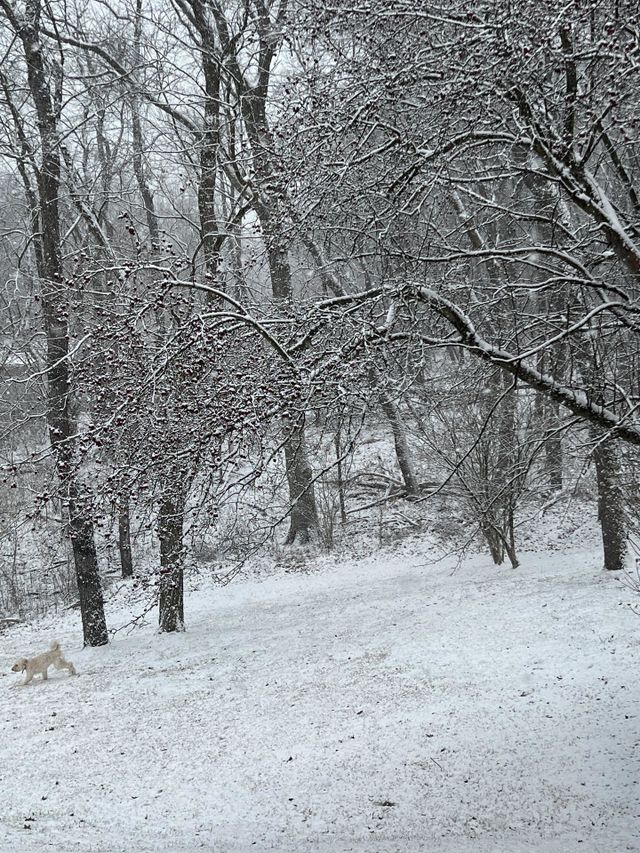 Winter scene 