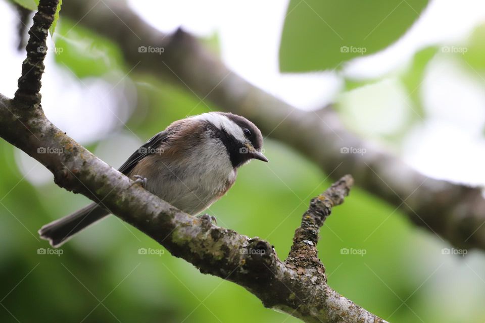 Chickadee perched on a branch 