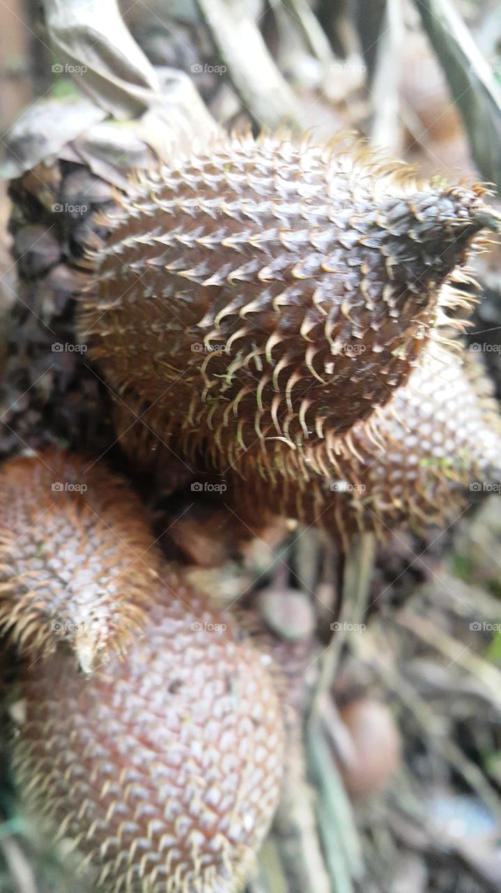 salak fruit aka salacca zalacca
