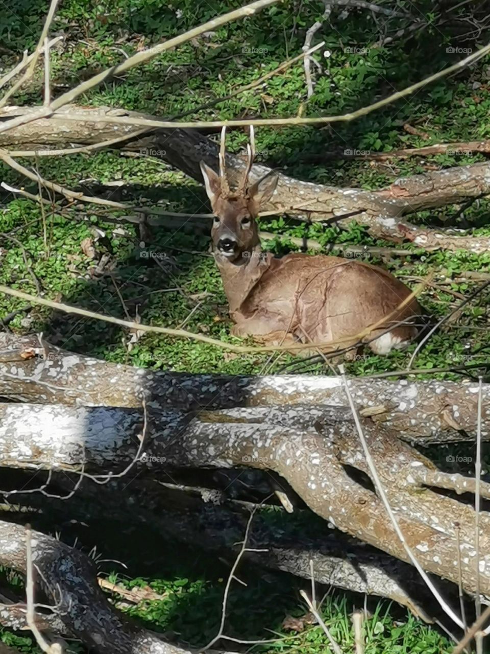 Deer in the grass