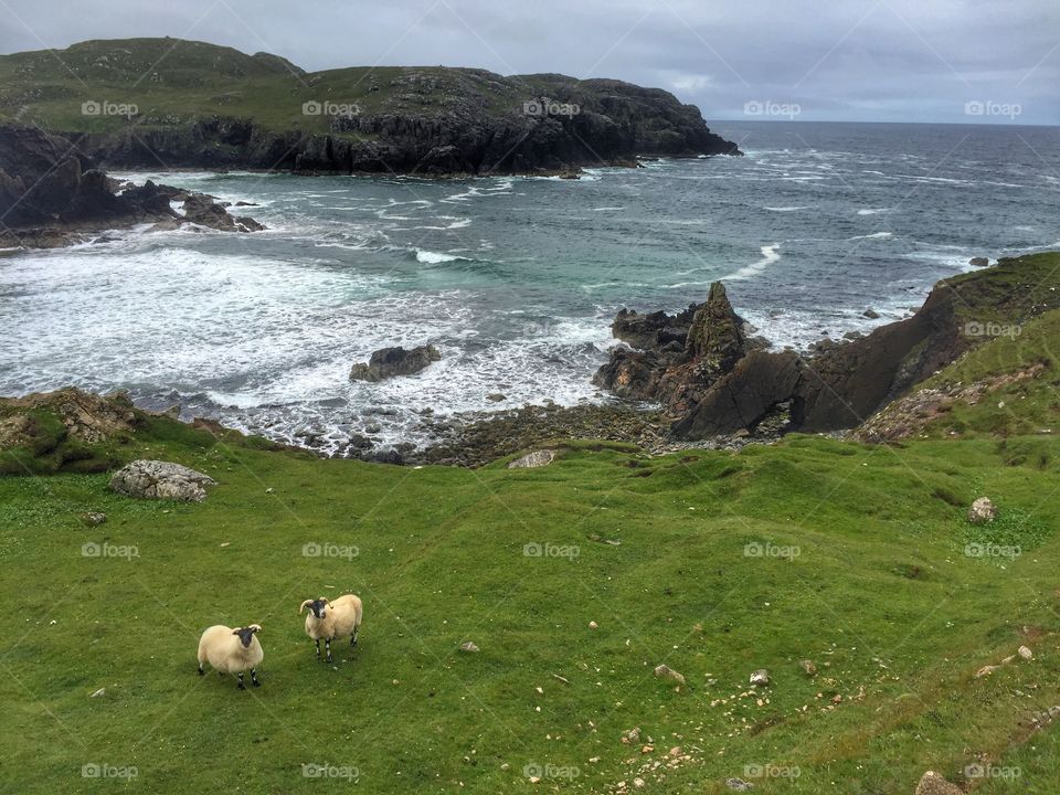 Sea Sheep. 