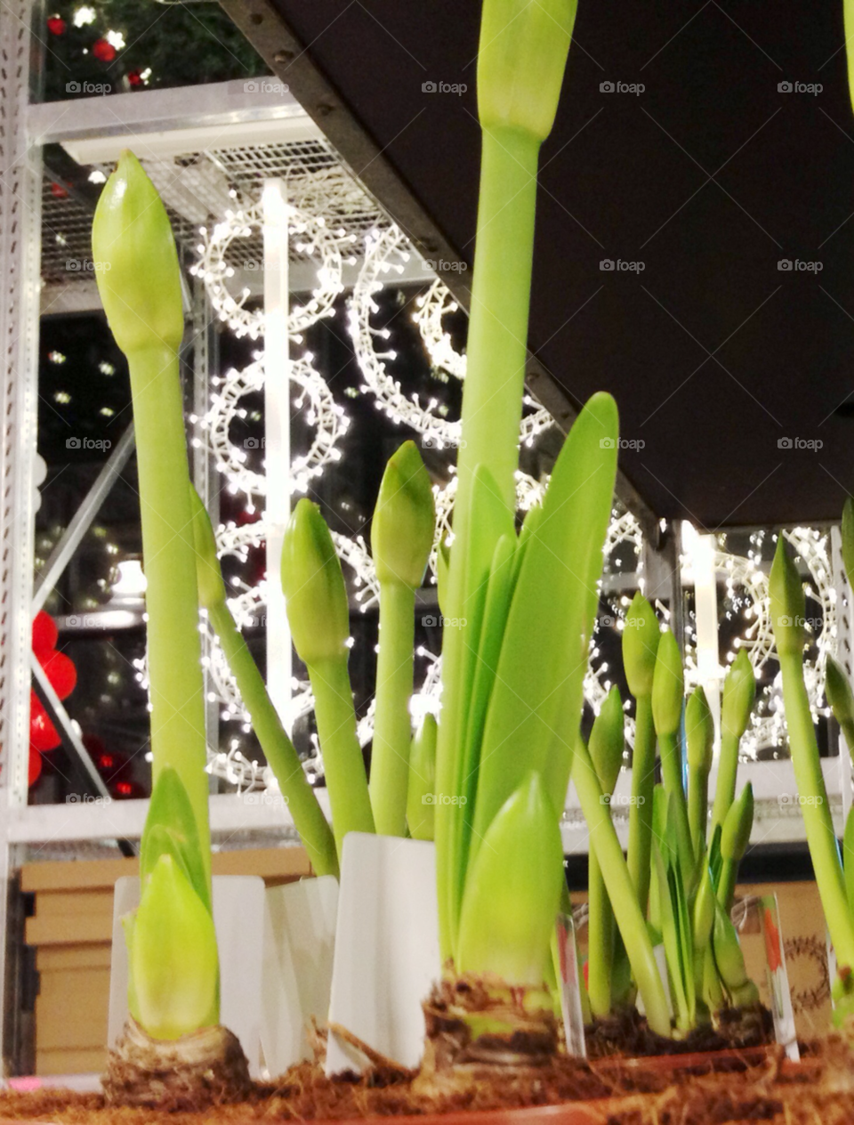 light flower christmas december by marimax