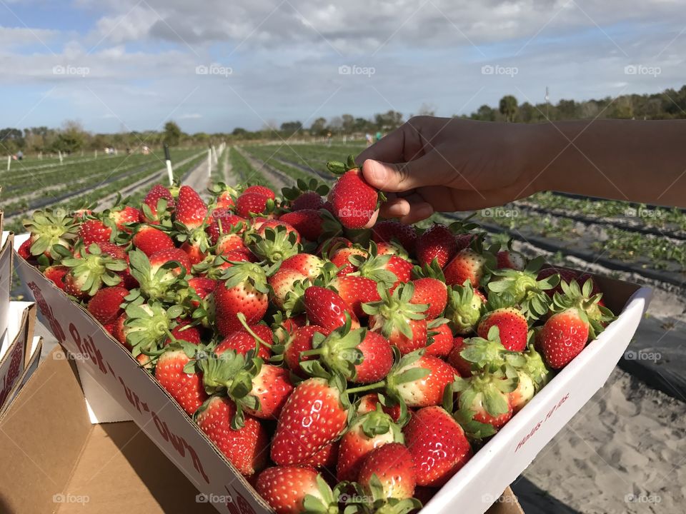 Pick red strawberries 