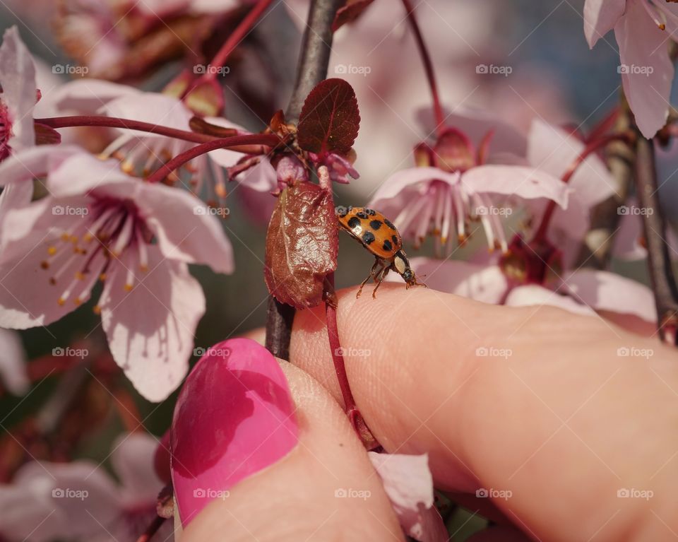 Ladybug climbs on finger