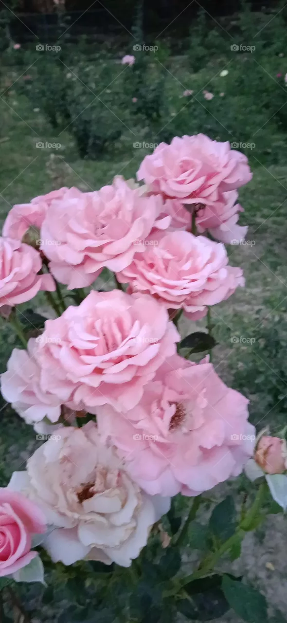 Pink rose flower, genus rosa in the family rosaceae , known as a dark fragrance, shoot at tue, 2 apr, 2023, 6:30 pm, lucknow india.