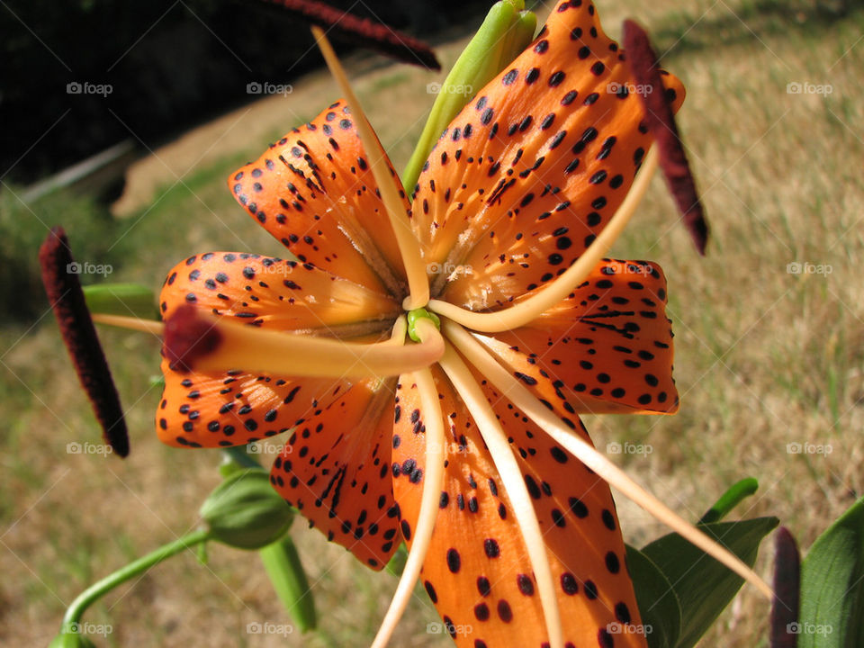 tiger lily by annas46