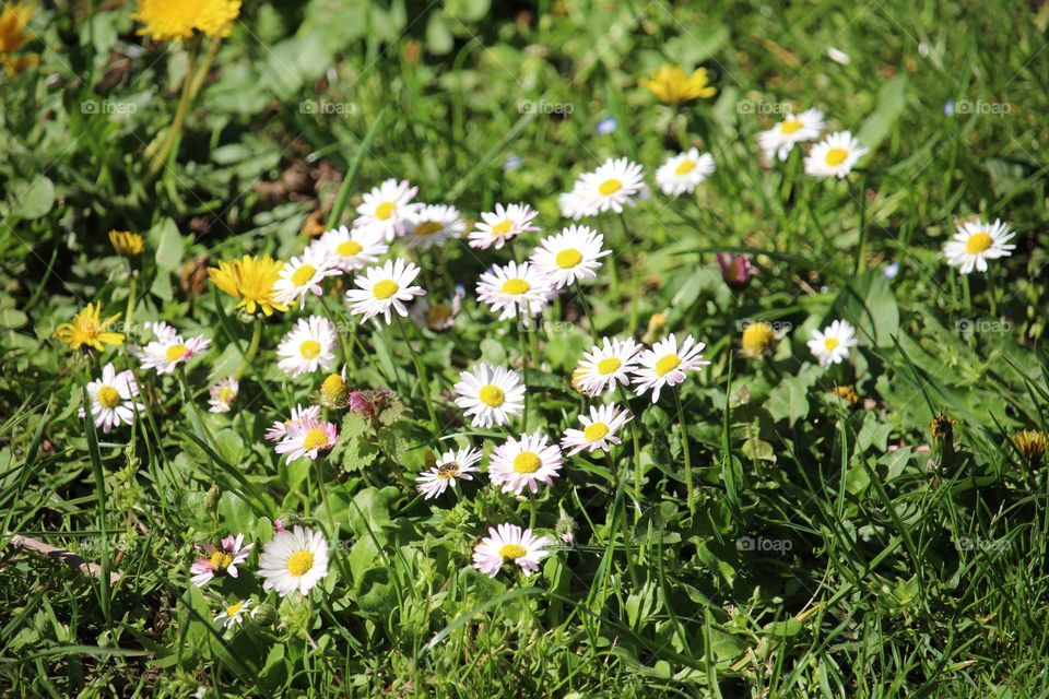 spring flowers