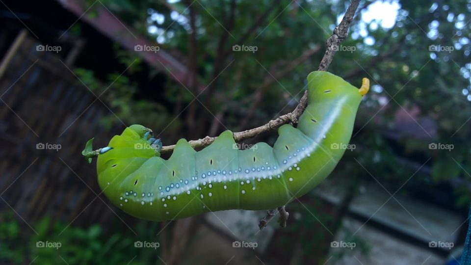 Juicy caterpillars Found in Assam India