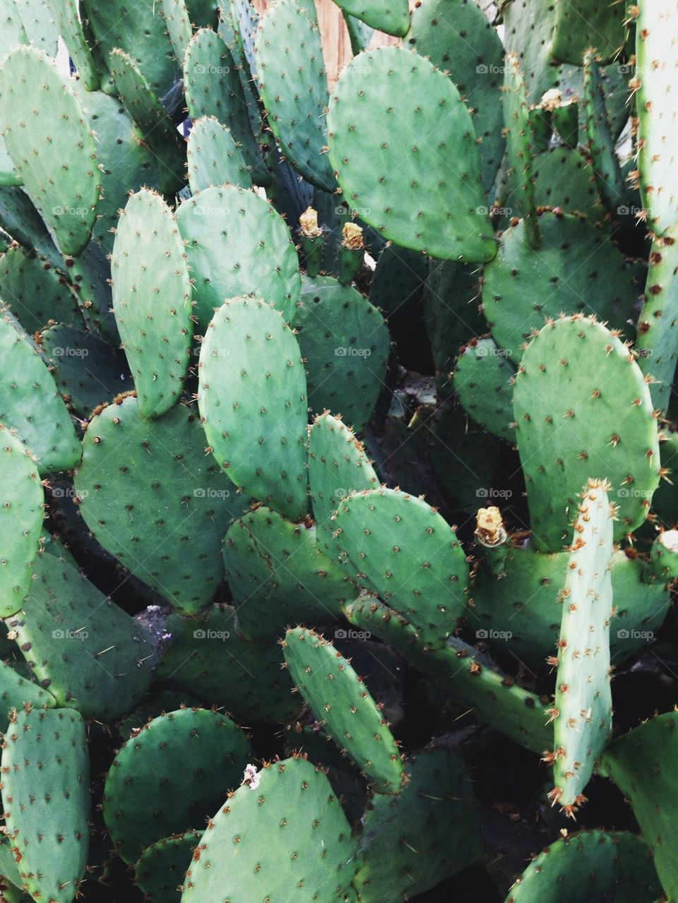 Cactus