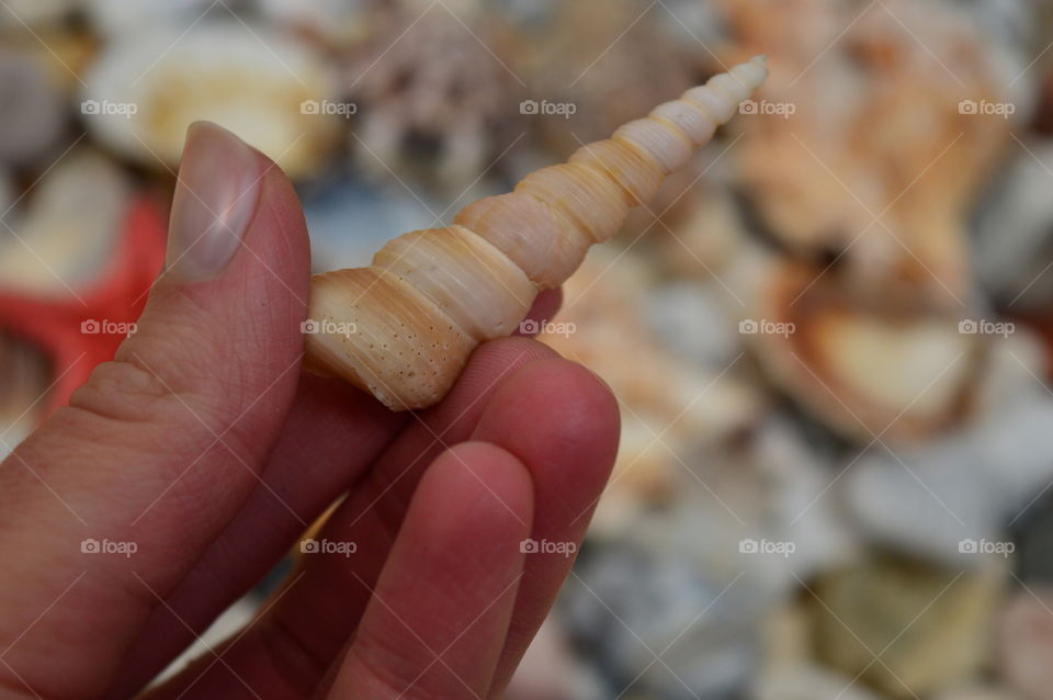 Hand holding conch shell