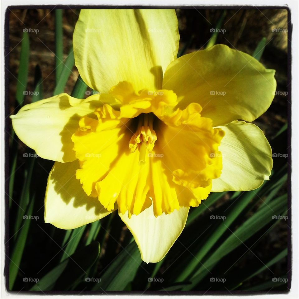 fancy daffodil