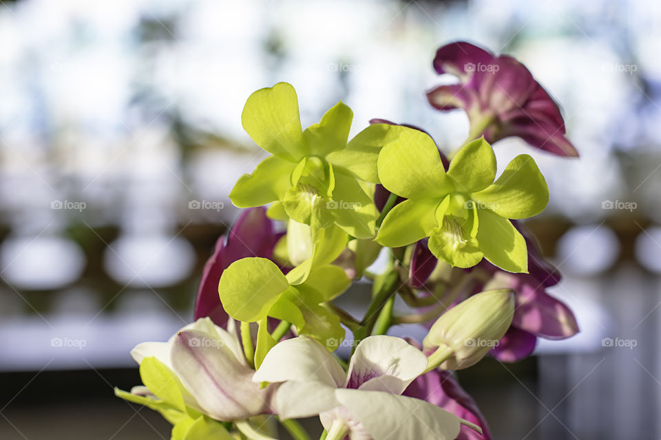 Beautiful Green Orchid Background blurred leaves in the garden.