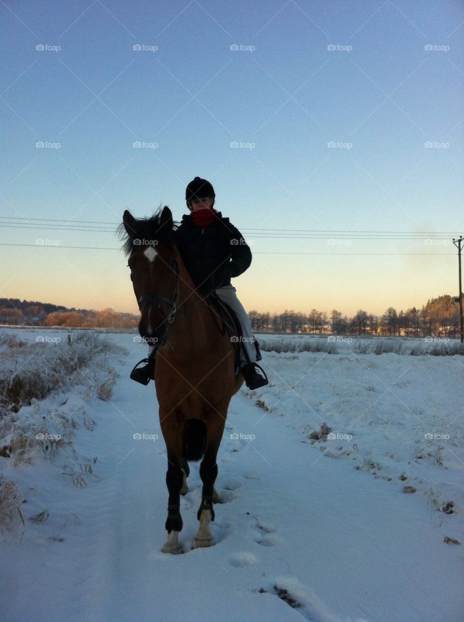 Horse winter