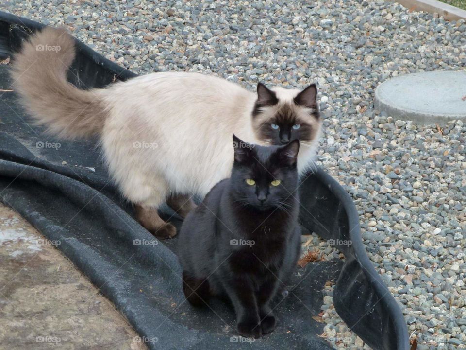 Mother and daughter duo of kitties.