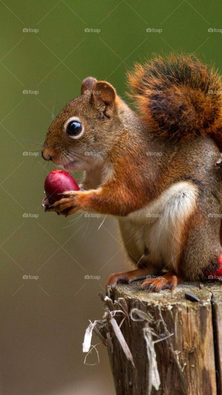 the nut looks tender