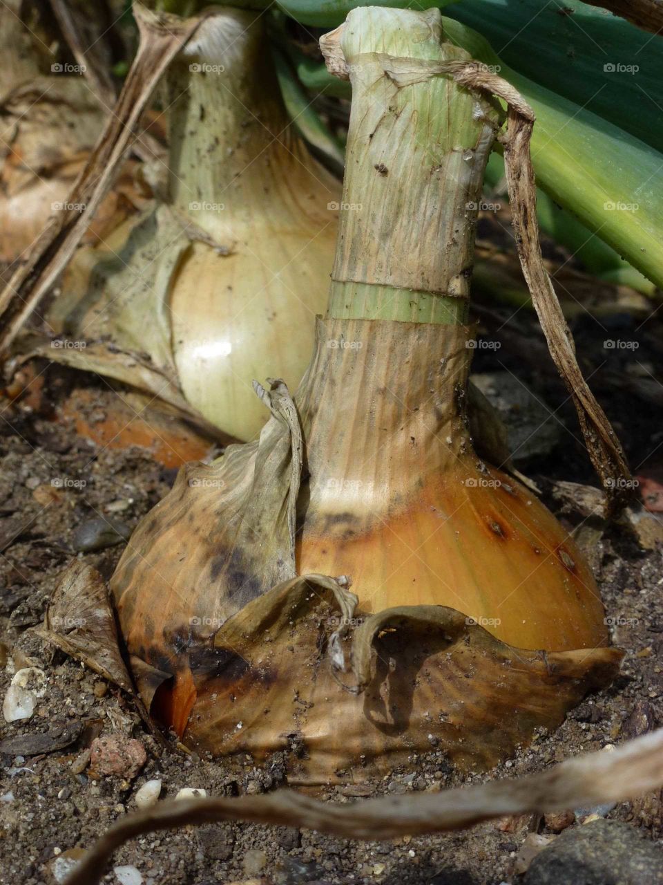 Onion in earth