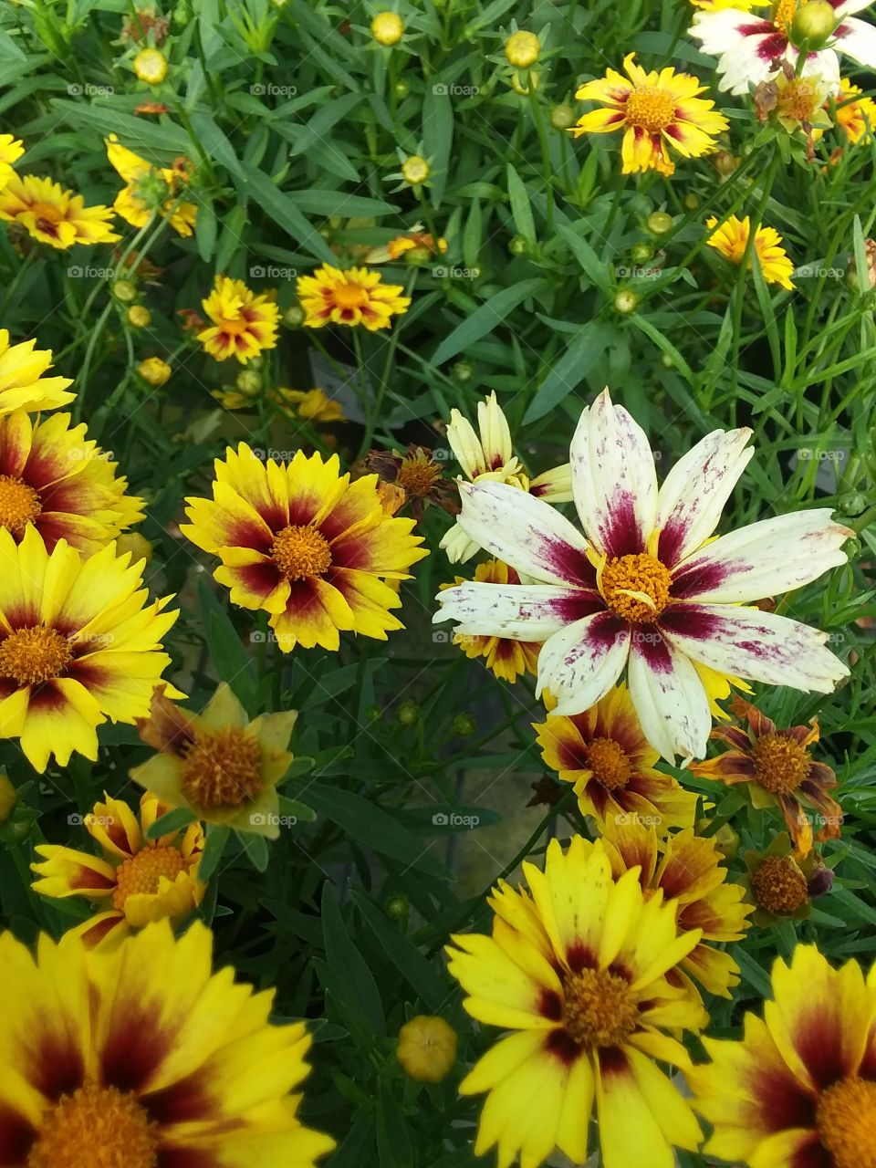 Speckled white, yellow, and red flowers.