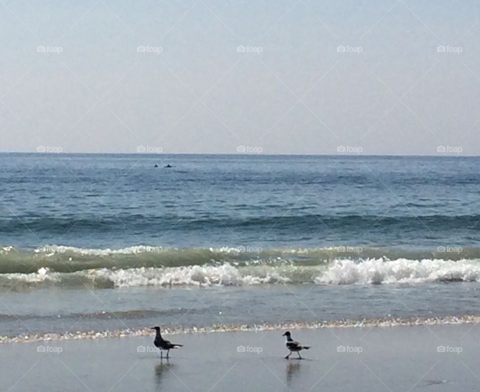 Dolphins and seagulls 
