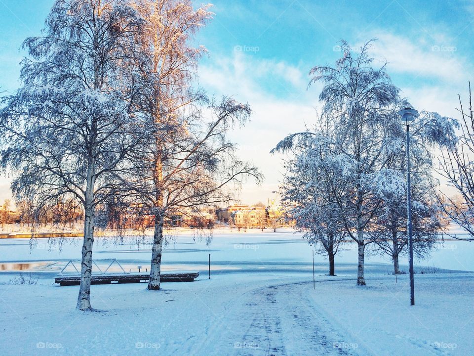 Winter, Snow, Frost, Tree, Season