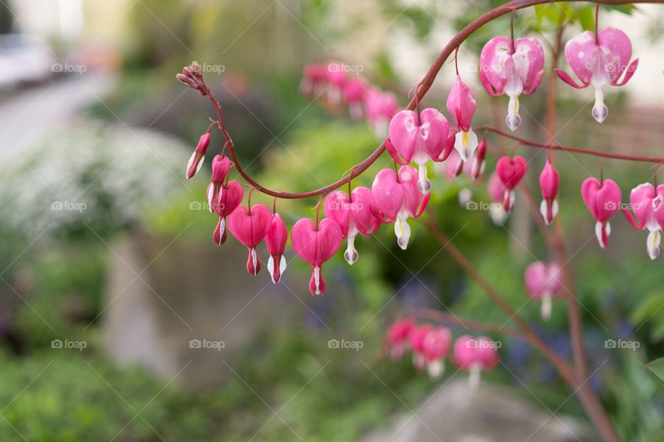 Heart flowers during spring. Slovakia