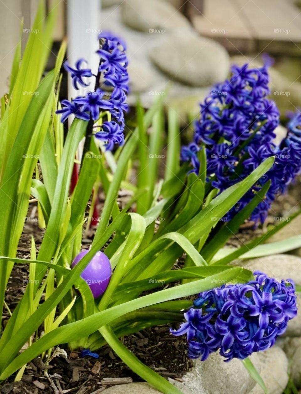 Bright purple Easter egg hidden in the spring flowers