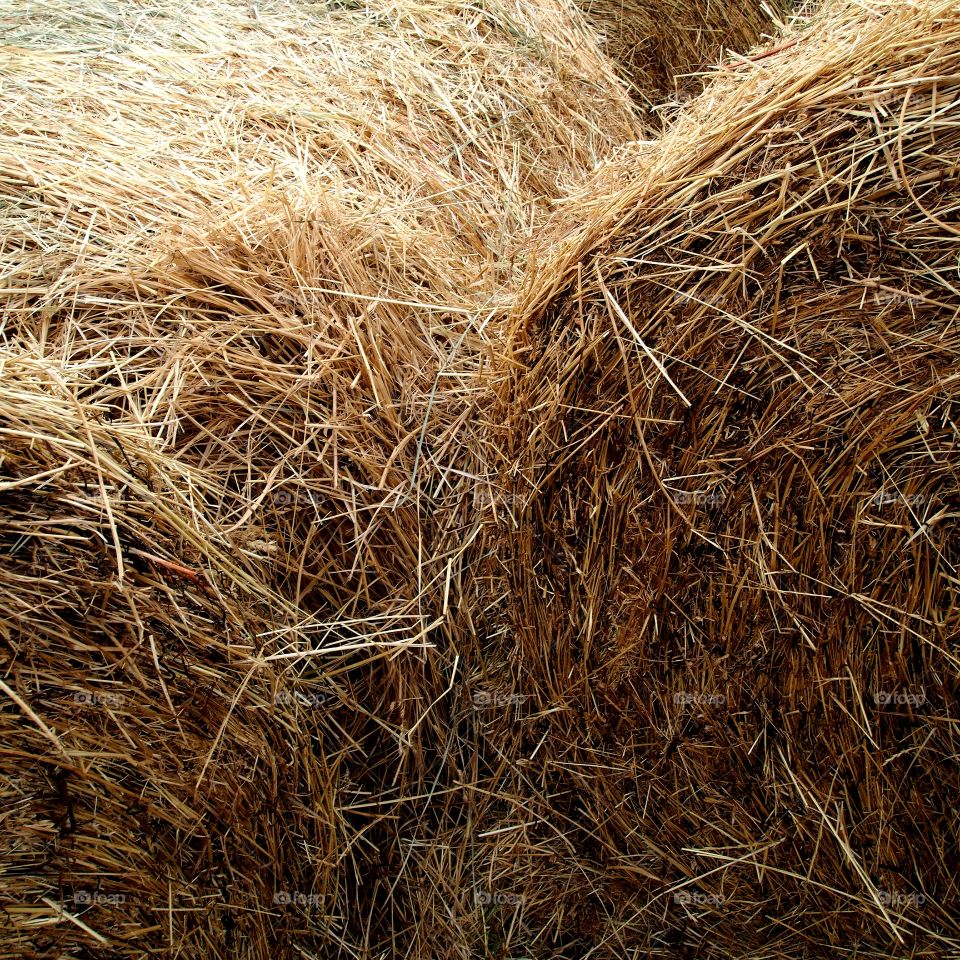 Large rolls of hay bales after the fall cutting
