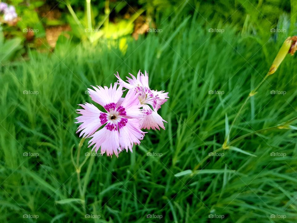 flowers and summer time,  😉🌸🌸🌸🌸🌞🌞🌞