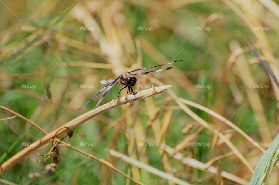 close up of a dragonfly resting on a blade of grass