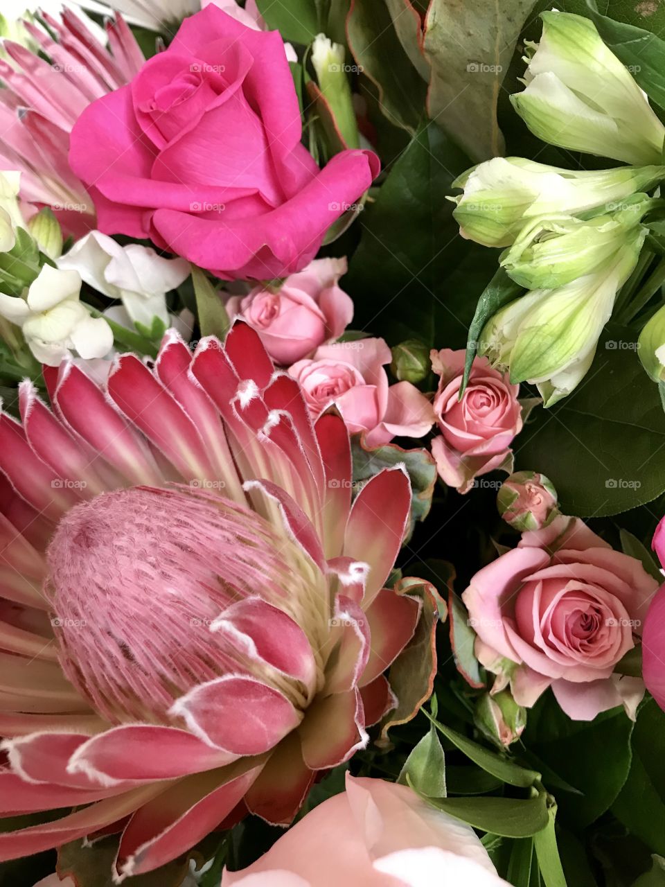 Closeup of Bursting hot pink flowers with green and white buds