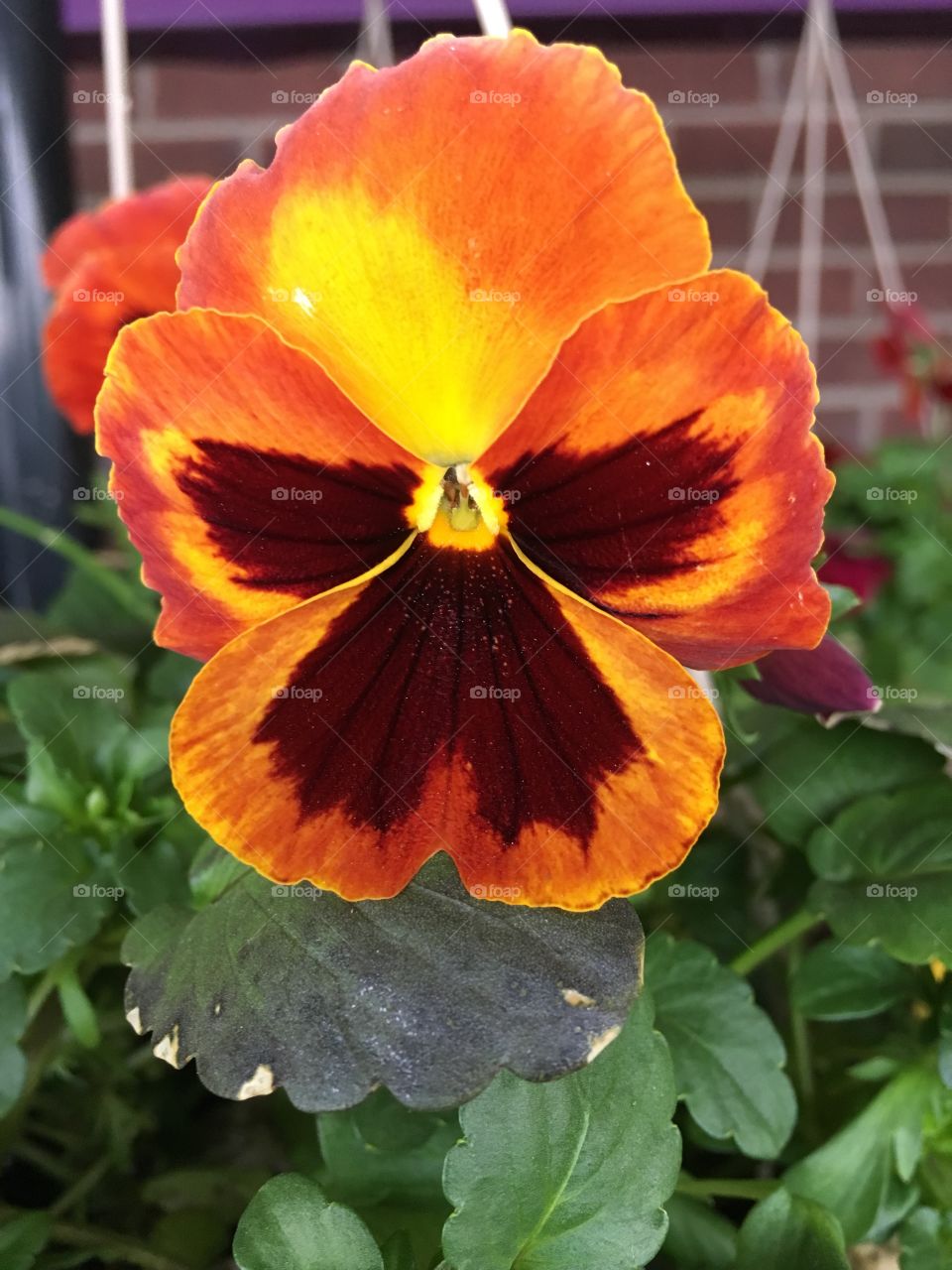 Orange pansy